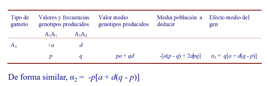 efecto medio del gen